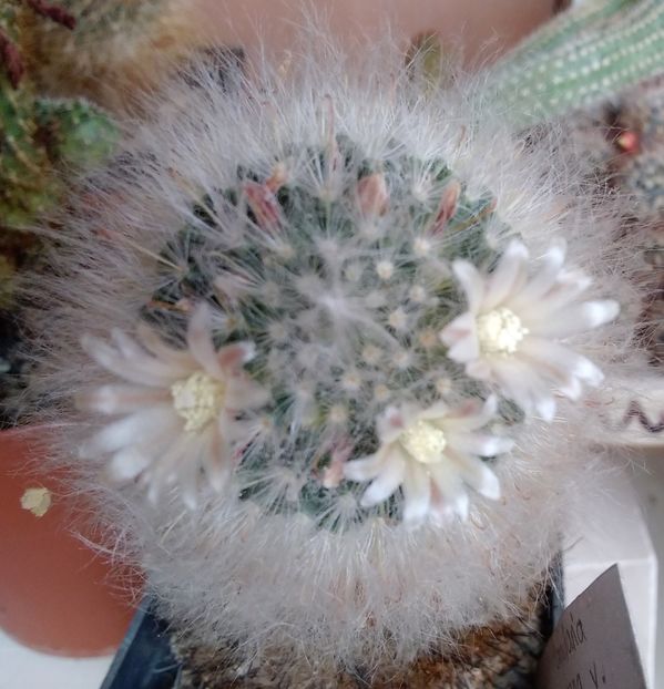 Mammillaria bocasana - 2022
