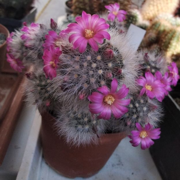 Mammillaria laui dasyacantha - 2022