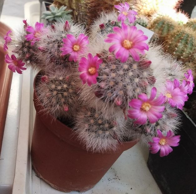 Mammillaria laui dasyacantha - 2022