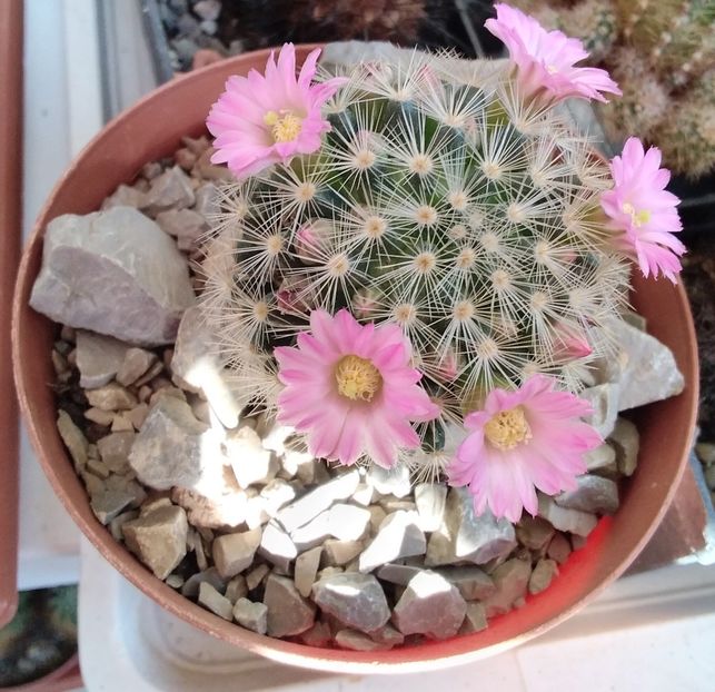 Mammillaria laui - 2022