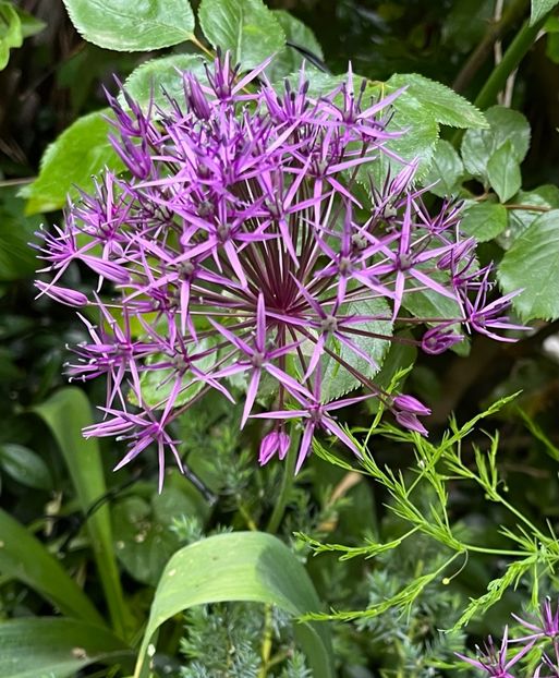 A8414D5C-A739-4C22-B34F-4149CC03F8B9 - Allium 2020 21 22