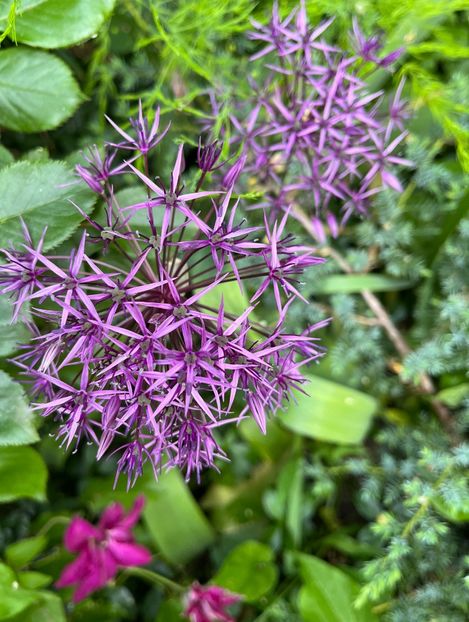 232333BA-3942-4E5D-85D9-3C049A8B3E3E - Allium 2020 21 22