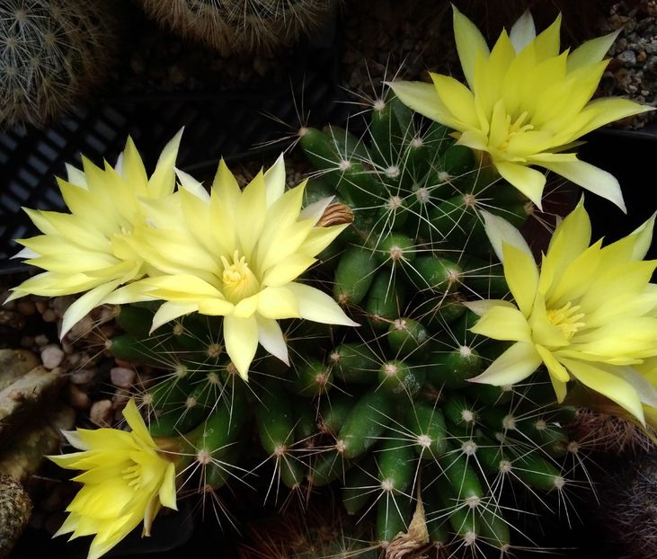 mammillaria longimamma - 2022