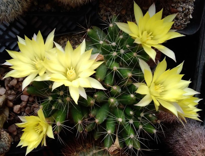 mammillaria longimamma - 2022