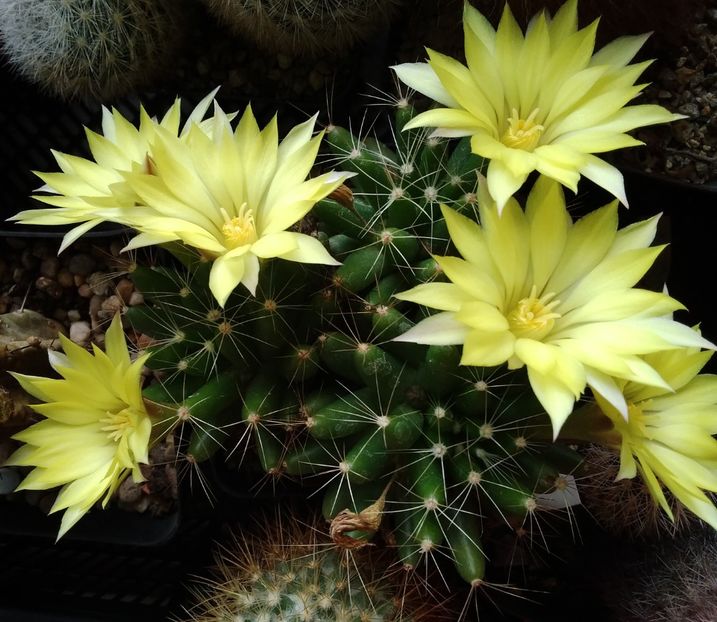 mammillaria longimamma - 2022