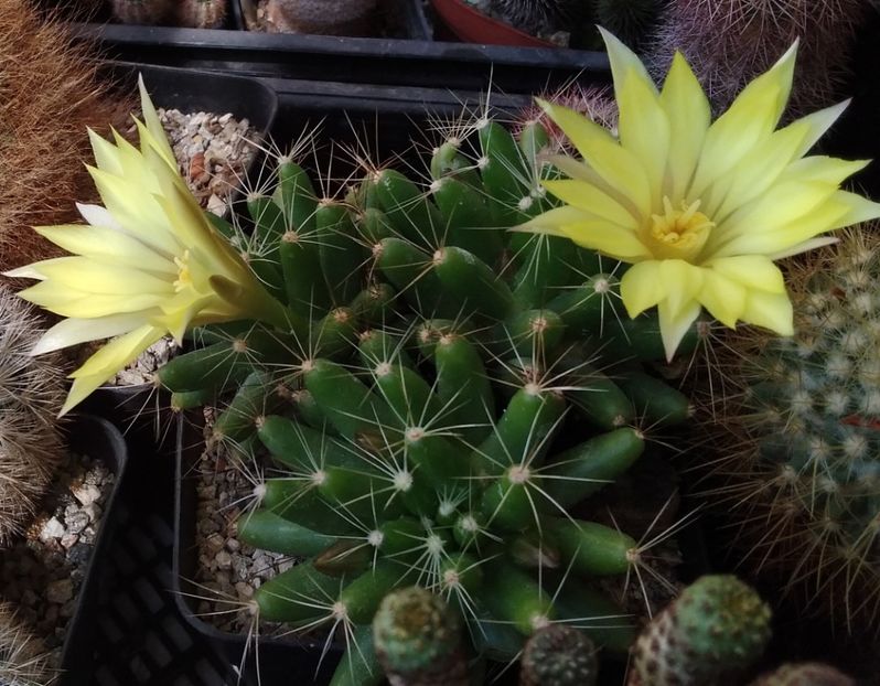 Mammillaria longimamma - 2022