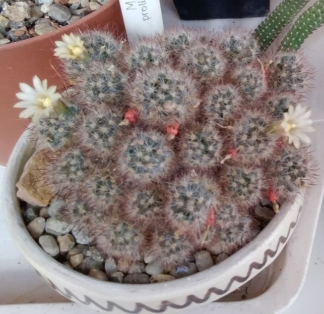 Mammillaria prolifera ssp texana - 2022