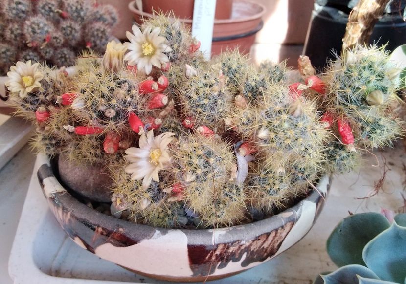 Mammillaria prolifera - 2022