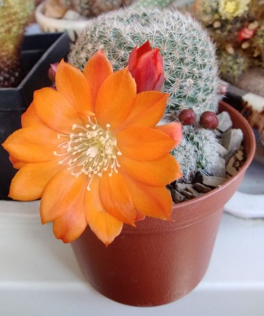 Rebutia heliosa v solisoides - 2022