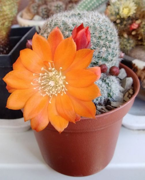 Rebutia heliosa v solisoides - 2022