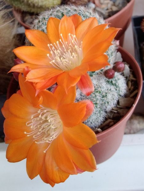 Rebutia heliosa v solisoides - 2022