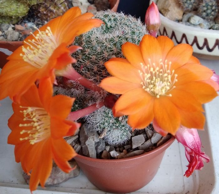 Rebutia heliosa v solisoides - 2022