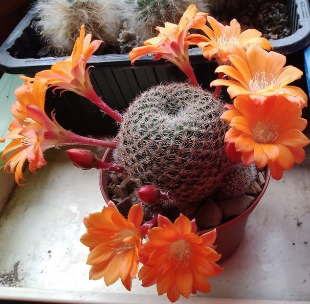 Rebutia heliosa v solisoides - 2022