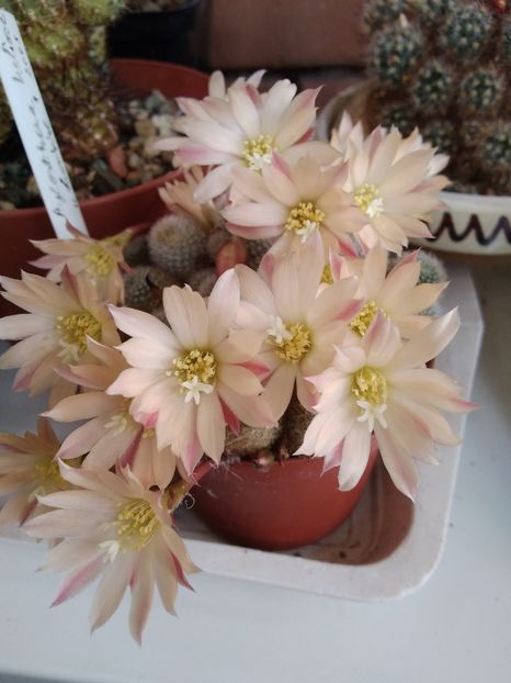 Rebutia cv Sunrise - 2022