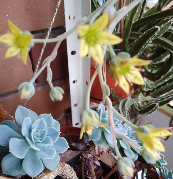 x Graptoveria cv. Titubans- flori - 2022