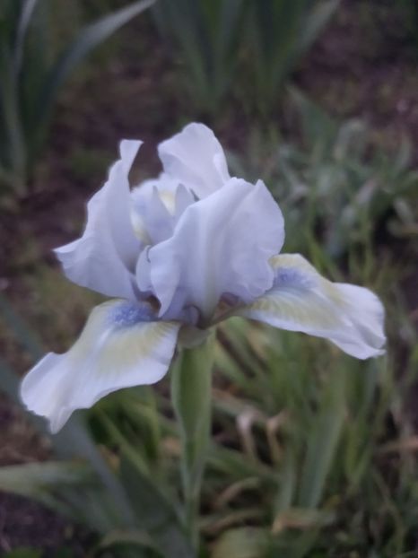  - Irisii si gradina primavara 2022