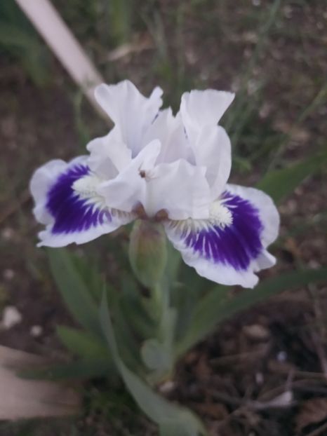  - Irisii si gradina primavara 2022