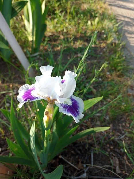  - Irisii si gradina primavara 2022
