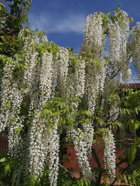  - arbori ornamentali 2022