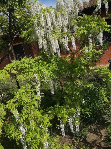  - arbori ornamentali 2022