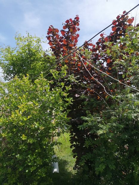  - arbori ornamentali 2022