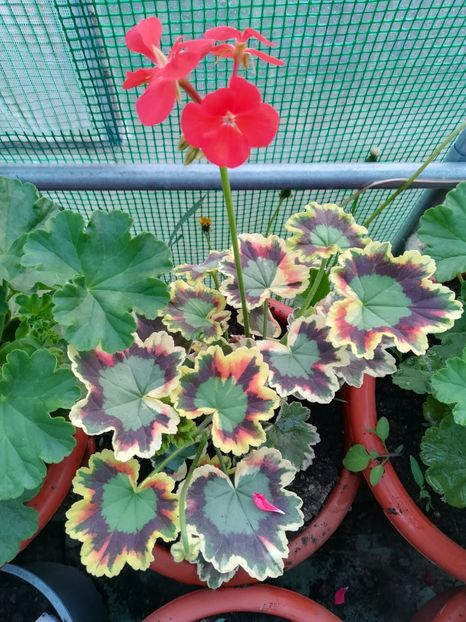 Mrs Pollock - A-Muscate 2022