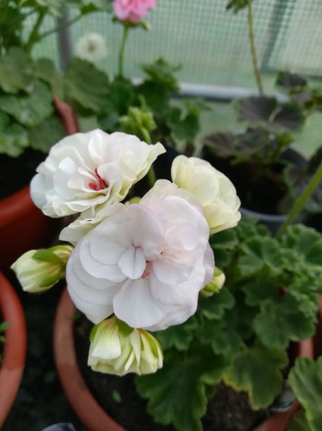 Viva Madeleine - A-Muscate 2022