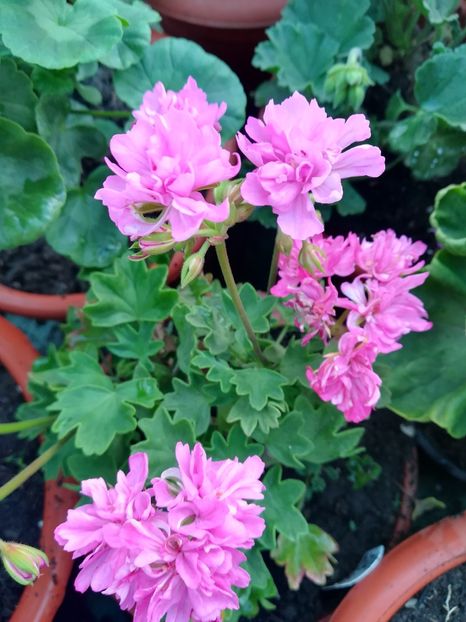 Borthwood - A-Muscate 2022