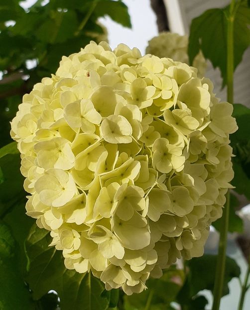  - MAI - luna lui FLORAR