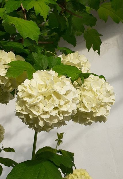 - MAI - luna lui FLORAR