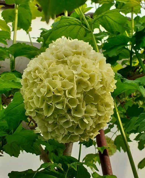  - MAI - luna lui FLORAR