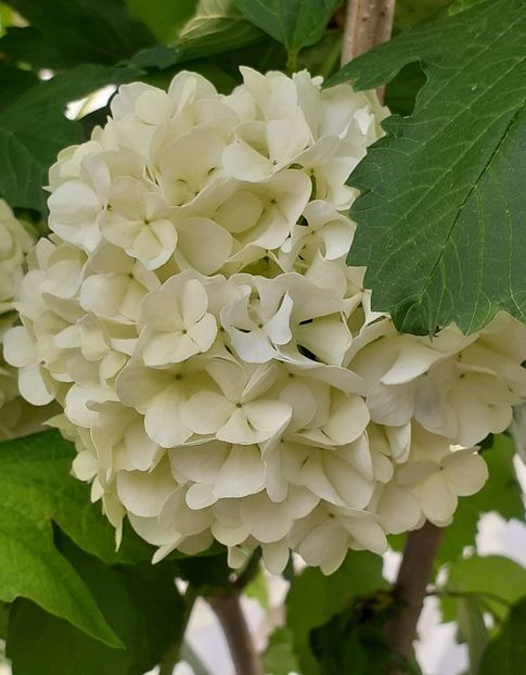  - MAI - luna lui FLORAR