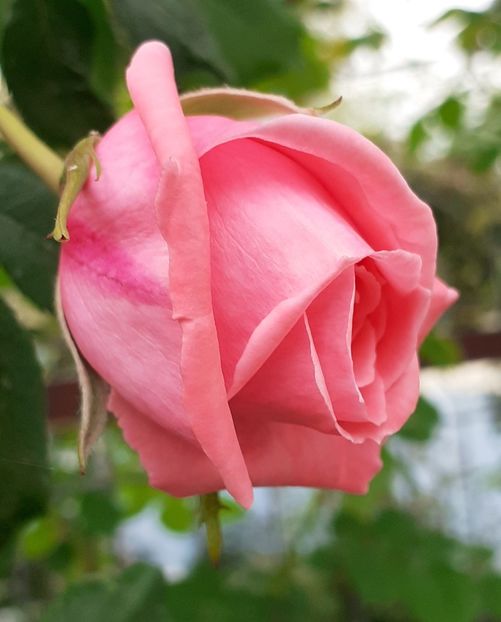  - MAI - luna lui FLORAR