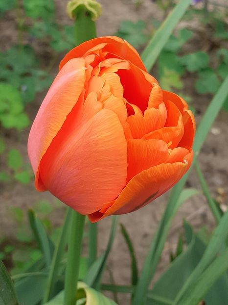  - MAI - luna lui FLORAR