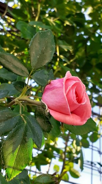  - MAI - luna lui FLORAR