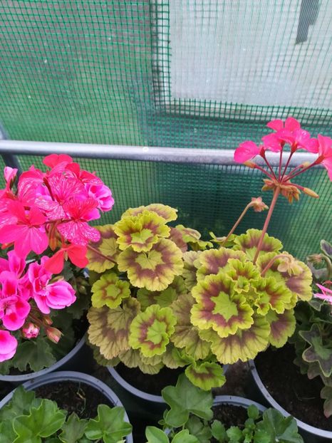 The Czar - A-Muscate 2022