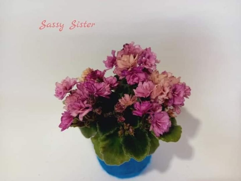 Poza net - Sassy Sister - mini