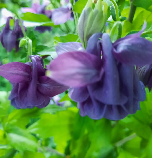  - 2022 culori si parfum