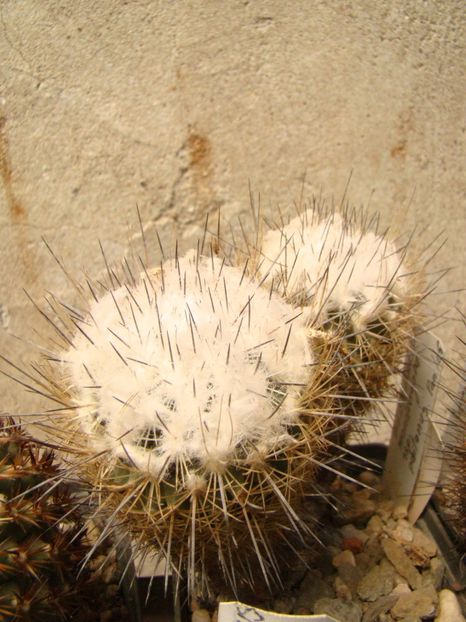 Turbinicarpus mandragora ssp pailanuss - Turbinicarpus