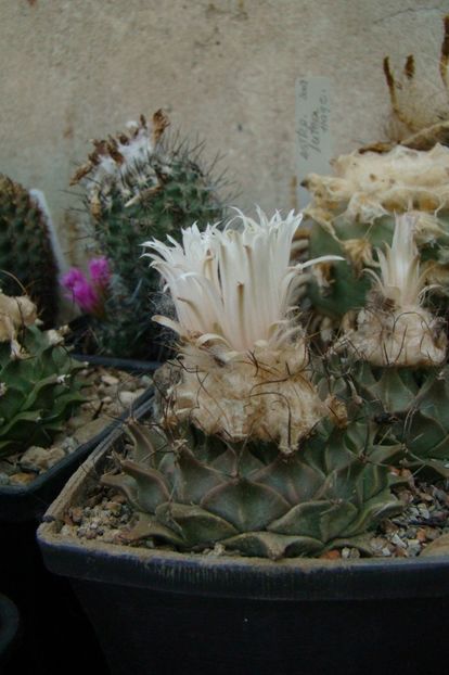 Obregonia denegri. - Obregonia