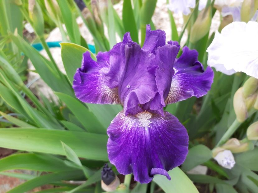 Cruzin - Iris 2022