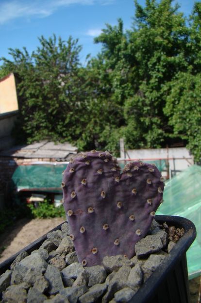 Opuntia basilaris f cordata. - Opuntia