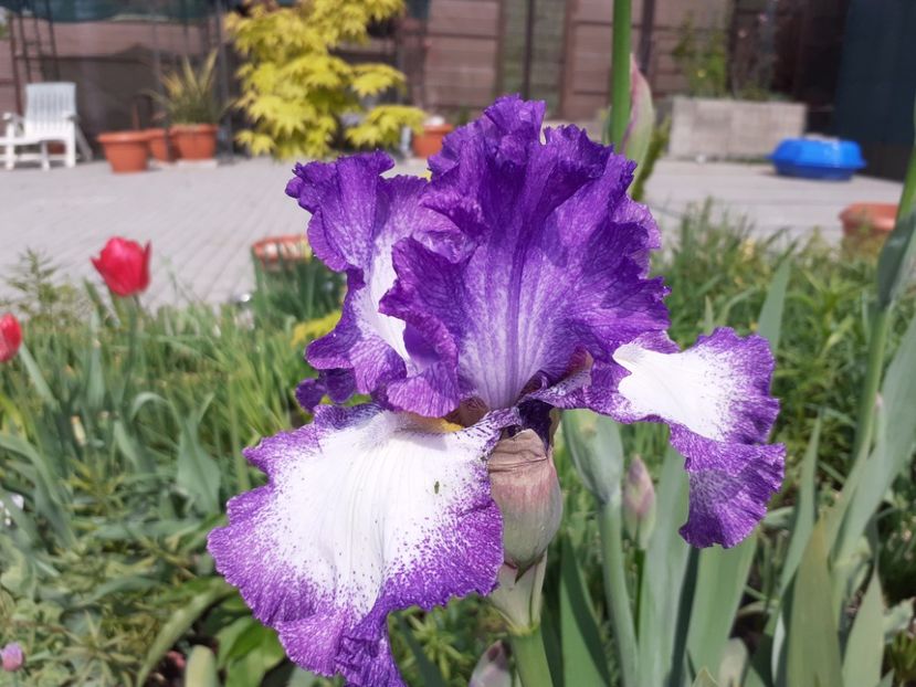 Jesse's Song - Iris 2022
