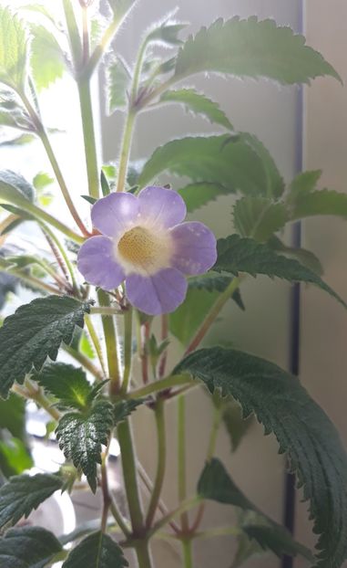  - 0001 2022 - MM s Blue Moon