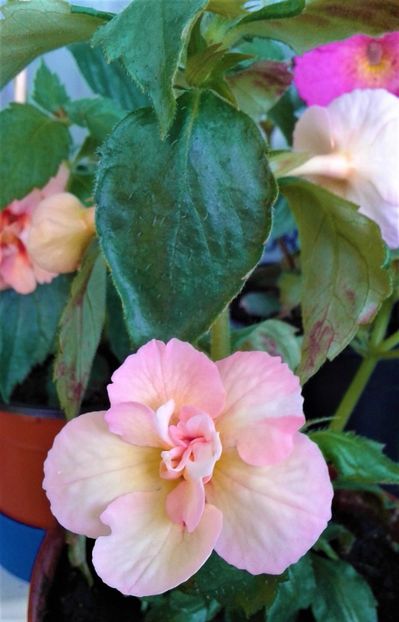  - Rizomii de achimenes plantati astazi pentru anul 2022