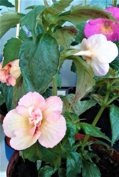  - Rizomii de achimenes plantati astazi pentru anul 2022