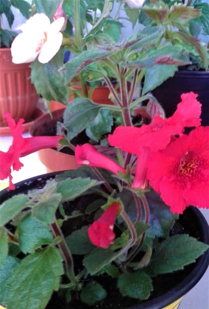  - Rizomii de achimenes plantati astazi pentru anul 2022