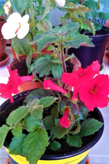  - Rizomii de achimenes plantati astazi pentru anul 2022