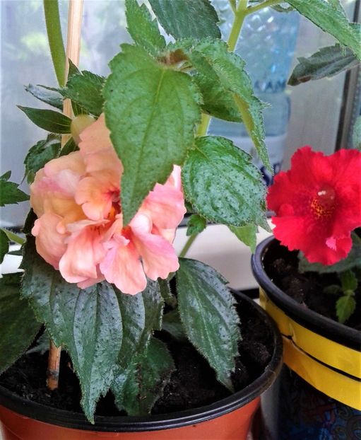  - Rizomii de achimenes plantati astazi pentru anul 2022