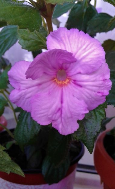  - Rizomii de achimenes plantati astazi pentru anul 2022